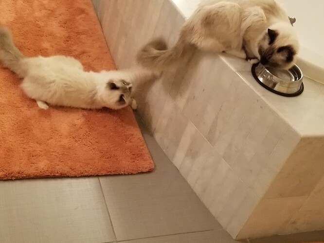 Ambush at the bathtub