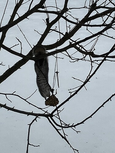 grey.squirrel