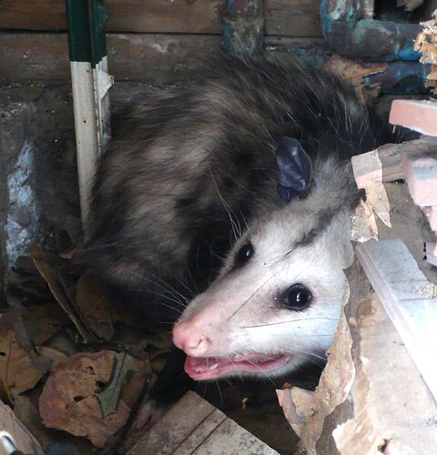 opossum in garage