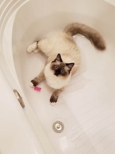 Cat in bathtub