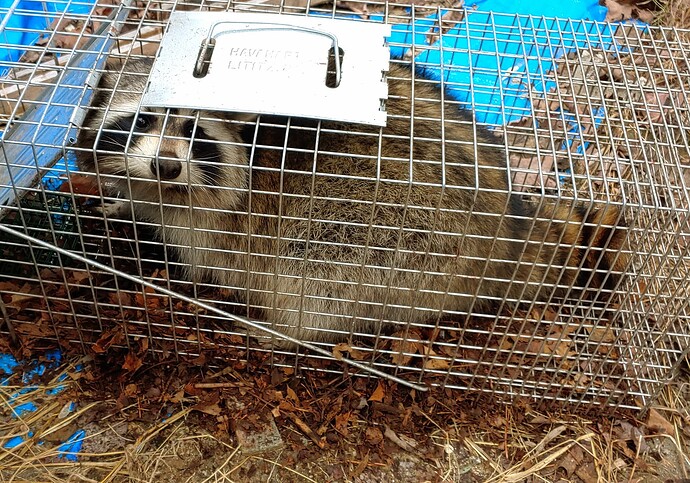 raccon cage