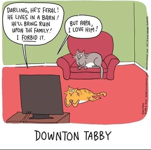 downtontab