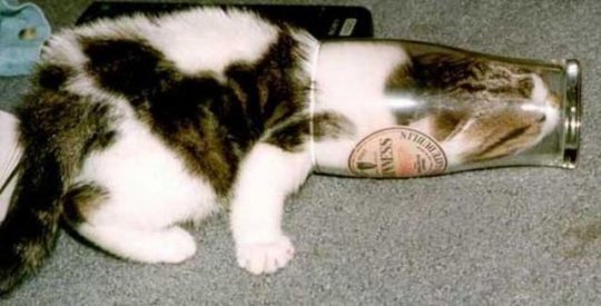 Cat-Stuck-Funny-Photos-14-glass